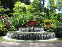 新加坡植物園2